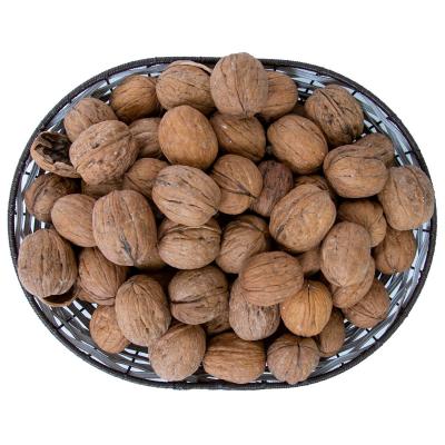 WALNUT WITH SHELL